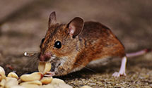 24 Hour & Emergency Exterminators in Cosytown, PA